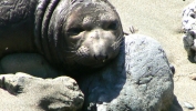 PICTURES/Elephant Seals on Cambria Beach/t_P1050283.JPG